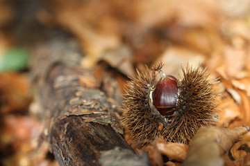 Maroni