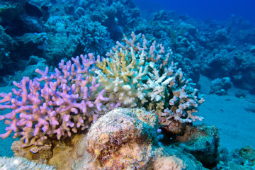 finger coral in tropical sea at great depth, underwater