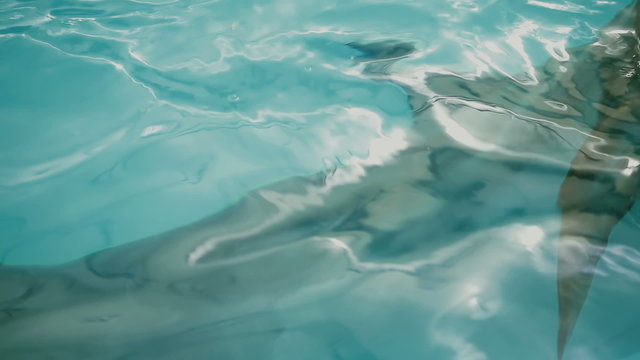 dolphin in the pool