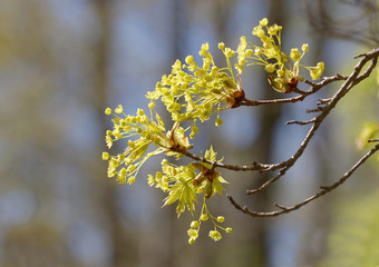 Branch of maple early spring