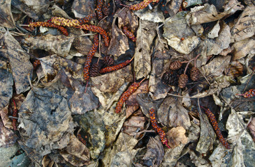 Rotten leaves background
