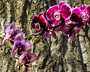 Orchid Duo