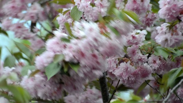 Fruehlingsbaeume