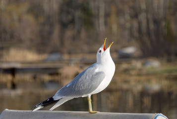 Seagull screaming in the air