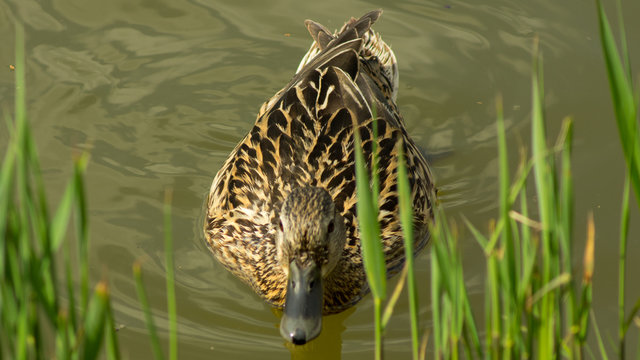 Female duck swimming in the pond towards the grassy bench