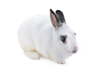Cute spotted white rabbit on white isolated