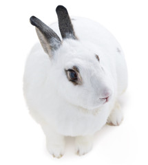 Cute spotted white rabbit on white isolated