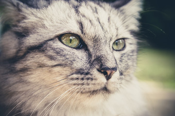 Chat rayé à poils longs