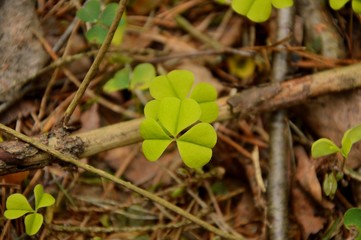 clover