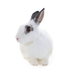 Obraz premium Cute spotted white rabbit on white isolated