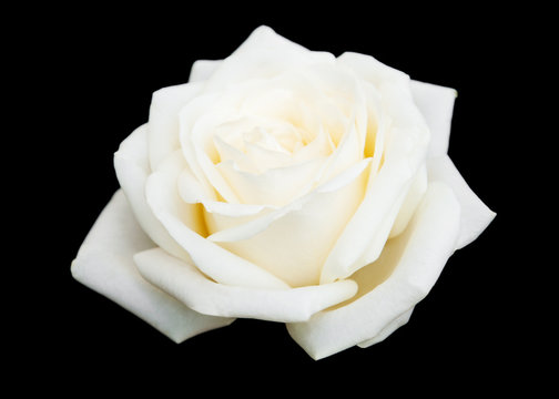 White rose on a black background