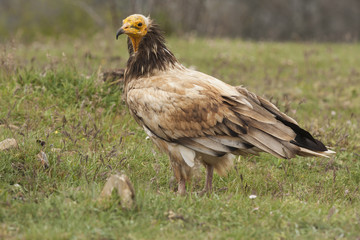 Egyptian Vulture (Neophron percnopterus), spain