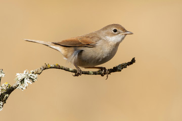 Whitethroat ( Sylvia communis ) perched on a branch