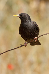 Back starling ( Sturnus unicolor) , perched on a wire