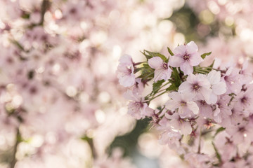 Cherry blossoms