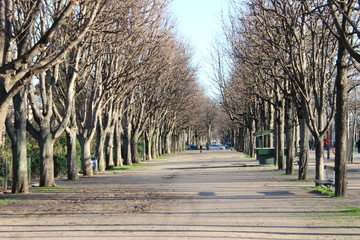 Fototapeta premium Platanes sur les Champs-Élysées