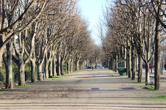 Platanes sur les Champs-&Eacute;lys&eacute;es