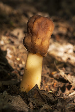 Verpa digitaliformis between litter
