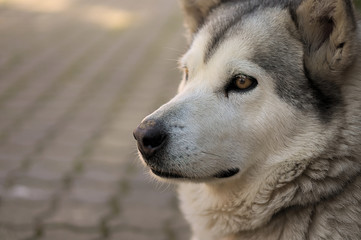 Alaskan malamute dog