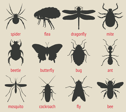 insects icons set