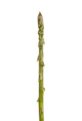 Wild asparagus