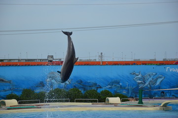 Dolphin jump