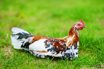 Beautiful wild rooster on Kauai island