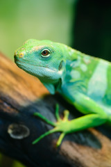Fototapeta premium Green lizard, Fiji banded iguana