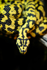 Jungle carpet python