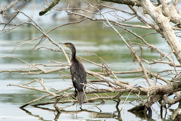 Double-crested Cormorant perched on a tree