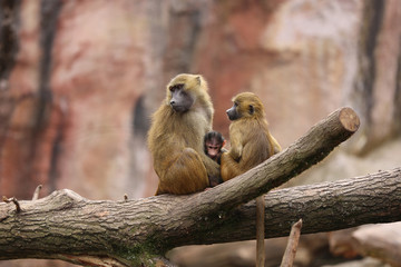 Sphinx Pavian (Papio Papio)