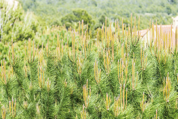 Background conifers