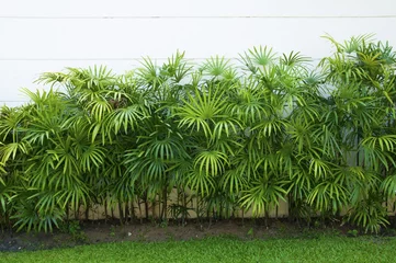 Crédence de cuisine en verre imprimé Palmier Green  leaf of bamboo palm or lady palm in the garden