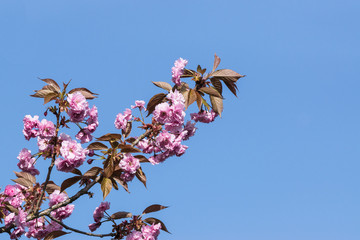 Kirschbaum Blüten rosa magenta