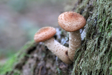 Baumpilze