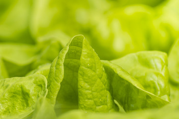 Lush green leaves of fresh lettuce with water drops