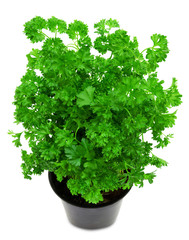 Fresh green parsley in a pot isolated on a white background