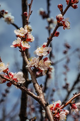 Flowers of a tree of an apricot