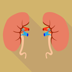 human kidneys