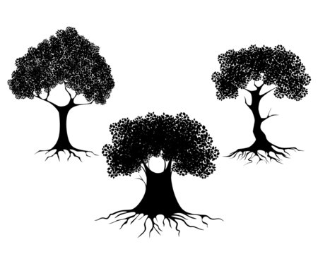 Three trees silhouettes