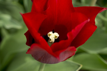 Rote Blüte einer Tulpe