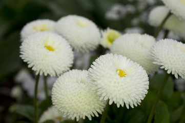 Bellis die gefüllten Gänseblümchen © DeanMartin