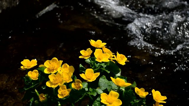 Yellow flowers near the mountain waterfall