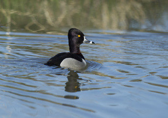 Ring necked duck.