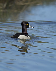 Ring necked duck in water.
