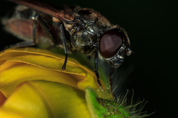 Fly on leaf