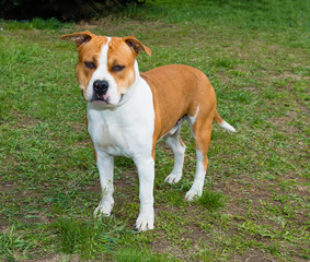 American Staffordshire Terrier right side.