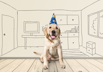 Birthday. A golden retriever puppy wearing a happy birthday hat.