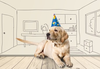 Birthday. A golden retriever puppy wearing a happy birthday hat.
