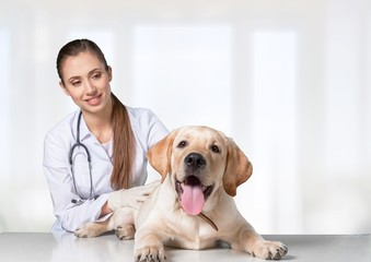 Vet. Cute dog at the vet getting a checkup